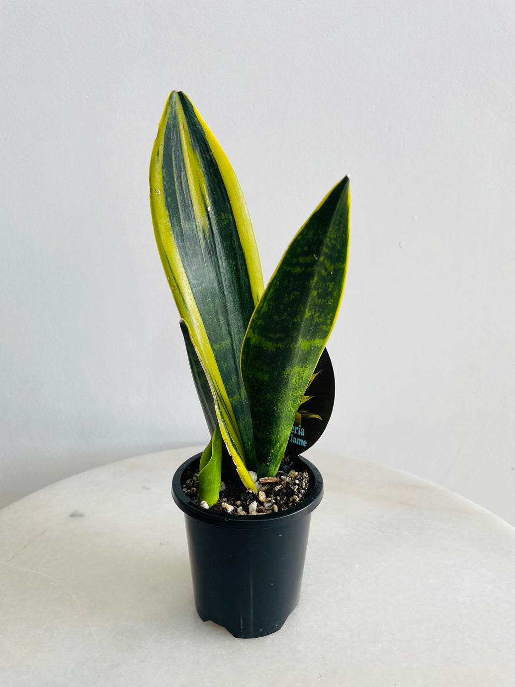 Golden Flame Snake Plant | Sansevieria trifasciata | 90mm Nursery Pot