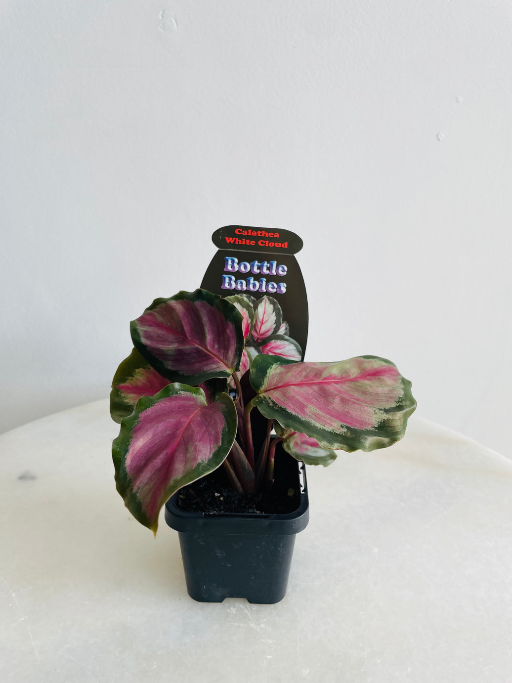 White Cloud Calathea | Goeppertia roseopicta | 70mm Nursery Pot