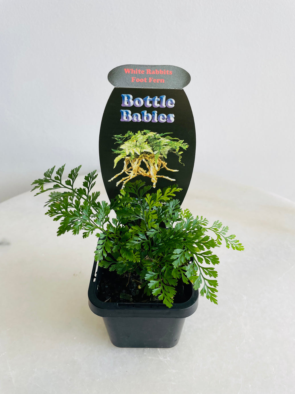 White Rabbit’s Foot Fern | Humata tyermanii | 70mm Nursery Pot