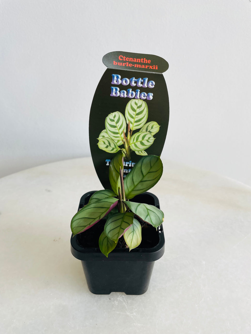 Fishbone Prayer Plant | Ctenanthe burle-marxii | 70mm Nursery Pot