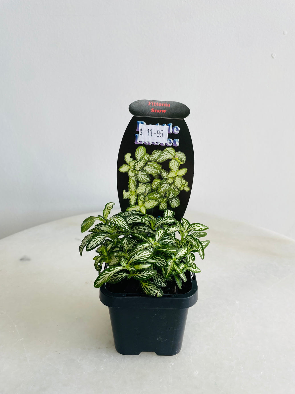 Snow Nerve Plant | Fittonia albivenis | 70mm Nursery Pot