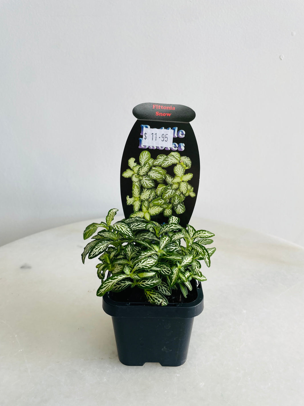 Snow Nerve Plant | Fittonia albivenis | 70mm Nursery Pot