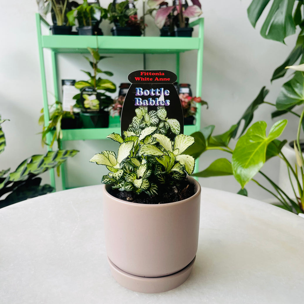 Fittonia 'White Anne' in Oslo Planter Mini