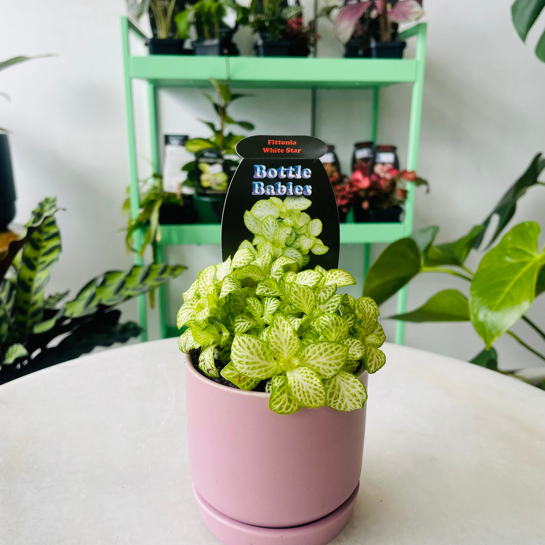 Fittonia 'White Star' in Oslo Planter Mini