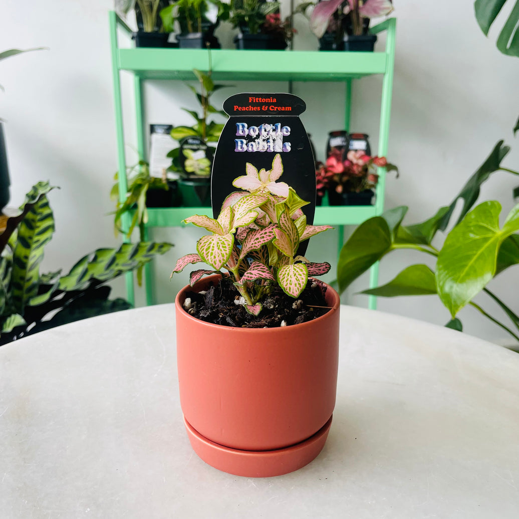 Fittonia 'Peaches & Cream' in Oslo Planter Mini