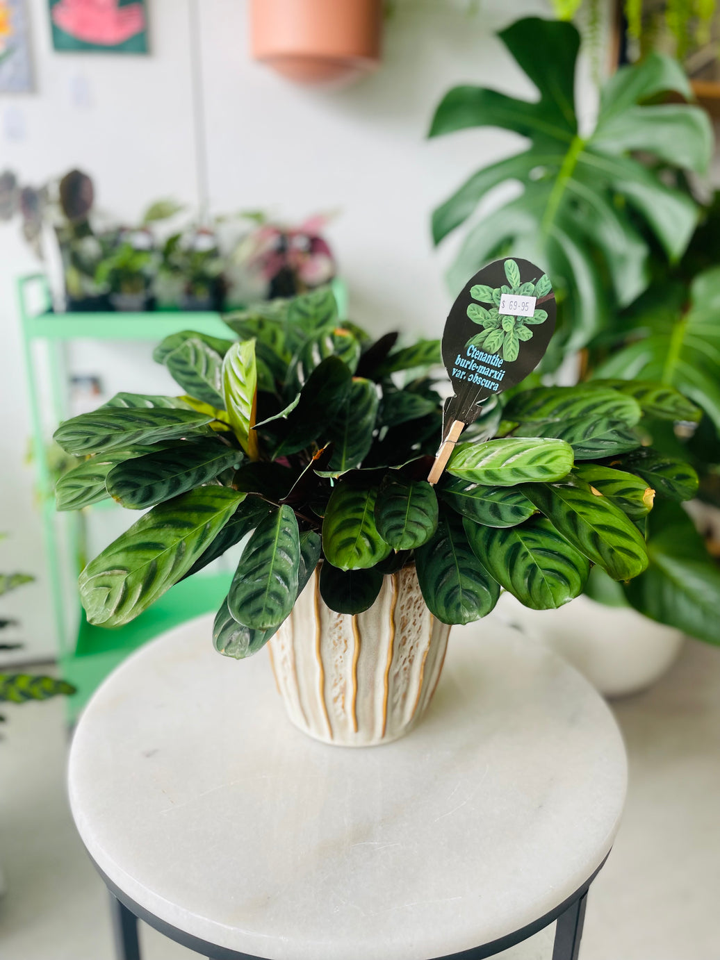 Ctenanthe burle-marxii var. obscura in Decorative Ceramic Planter