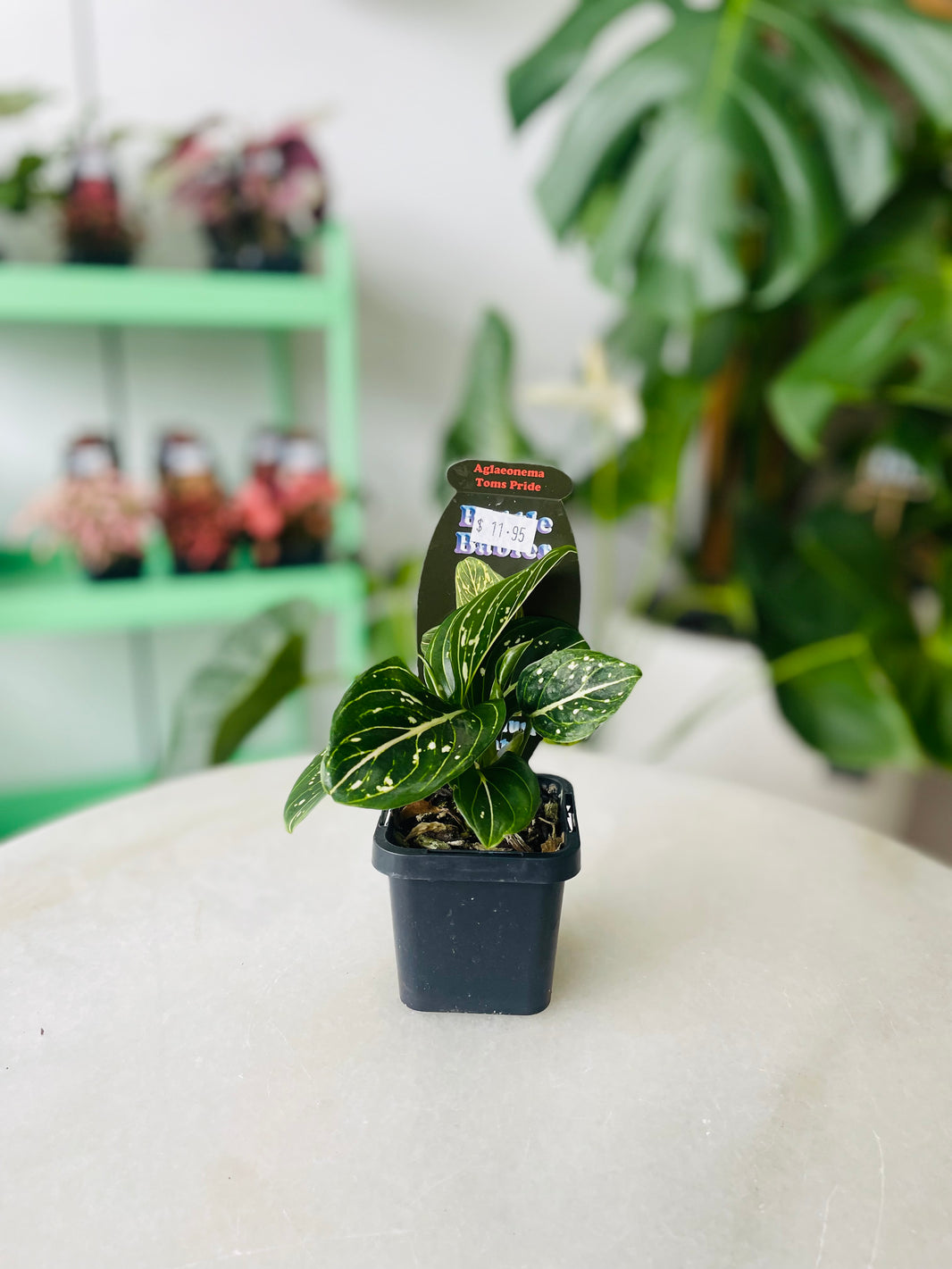 Aglaonema 'Toms Pride' 70mm Nursery Pot