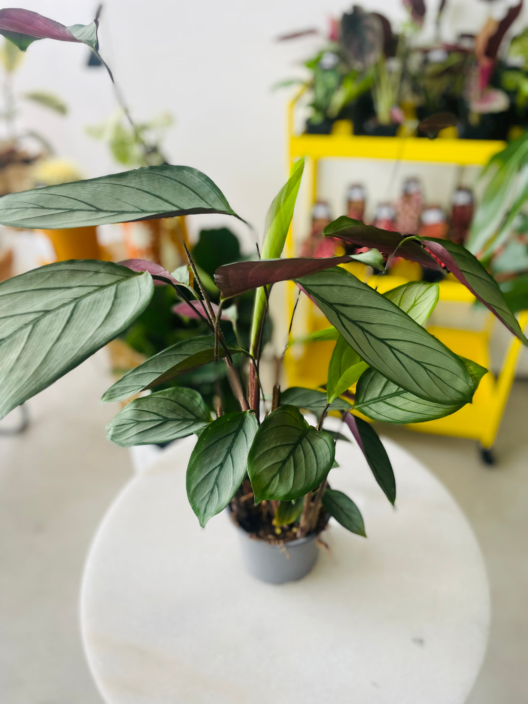 Ctenanthe setosa 'Grey Star' 120mm Nursery Pot