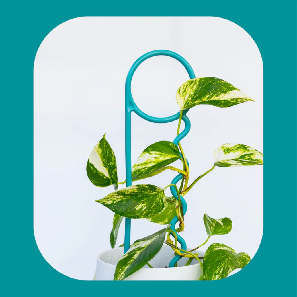 Real Teal Plant Pin