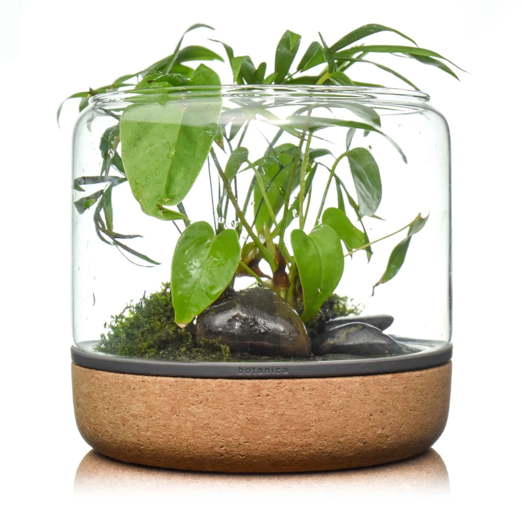 Temperate Terrarium