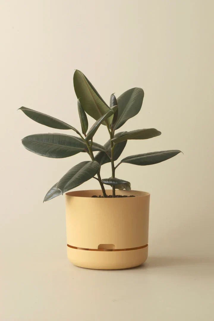 Mr Kitly Self-Watering Pots: The Easy Way to Keep Indoor Plants Happy