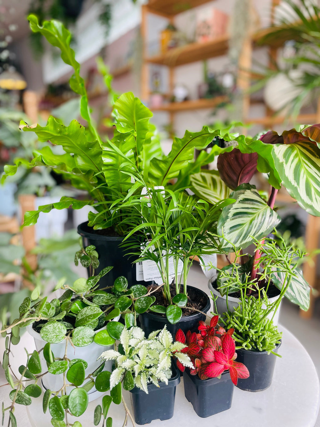 5 Easy-Care Indoor Plants That Still Look Amazing
