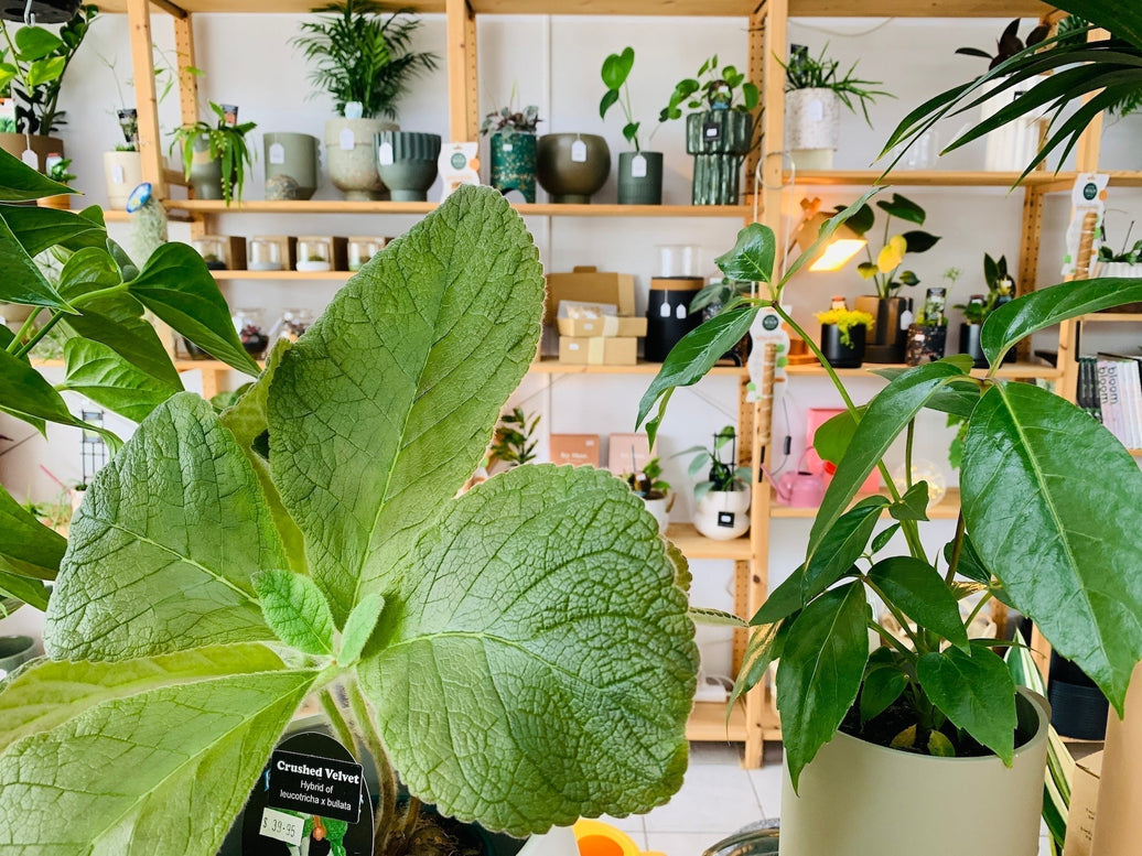 Indoor plant light guide