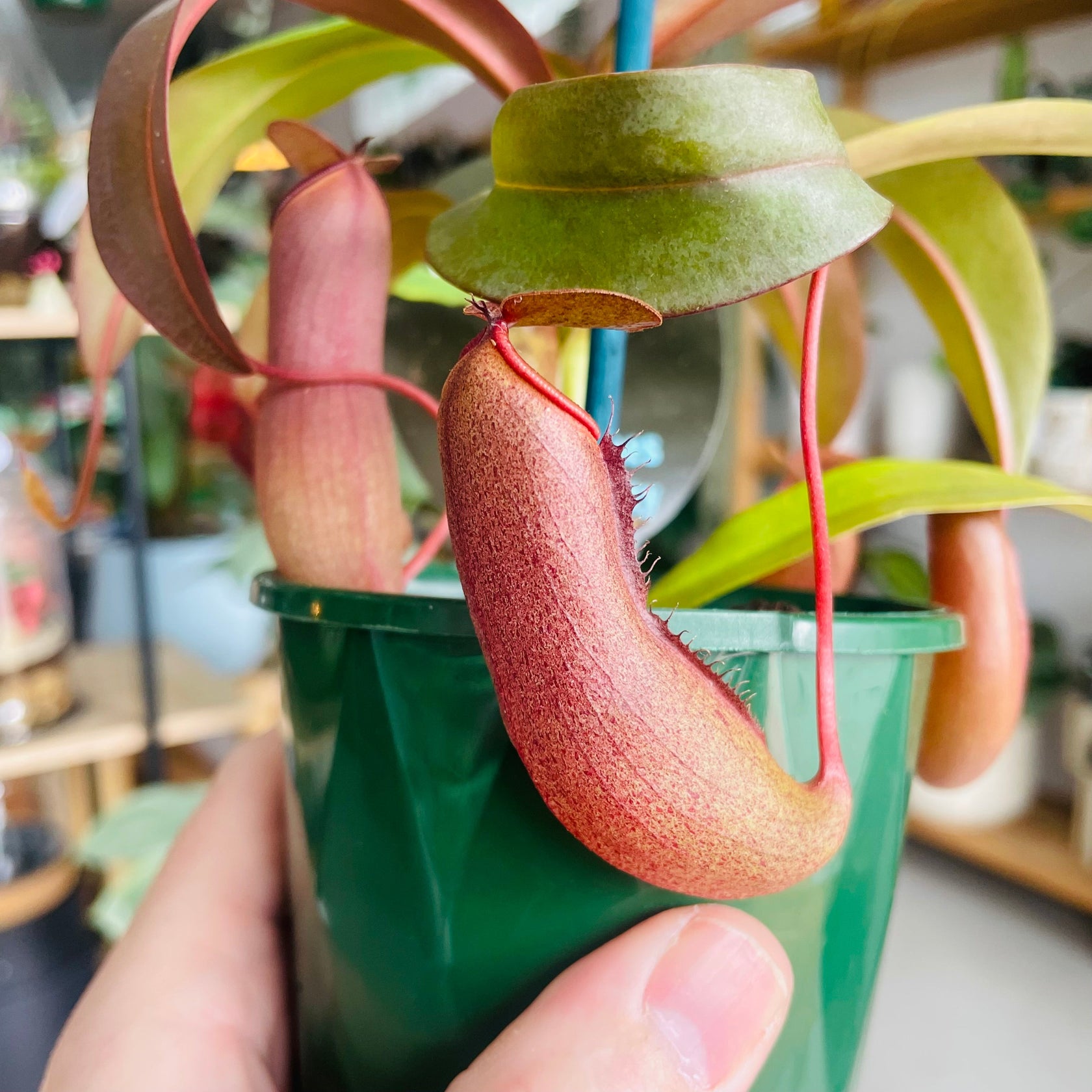 Carnivorous Plants