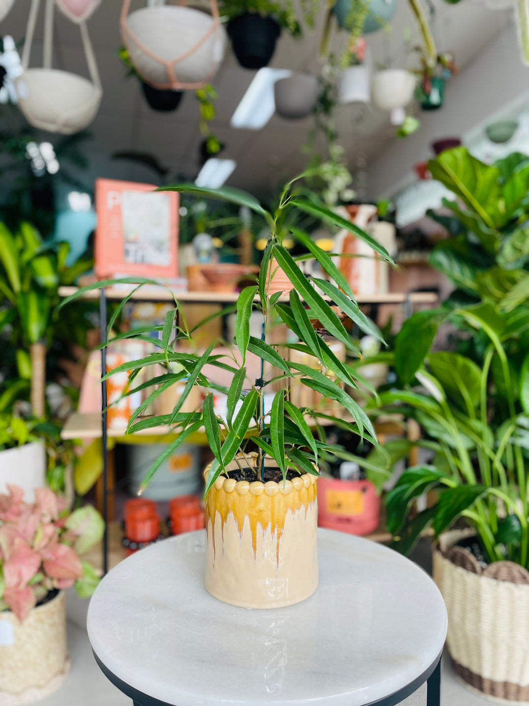 Pot & Plant Combos