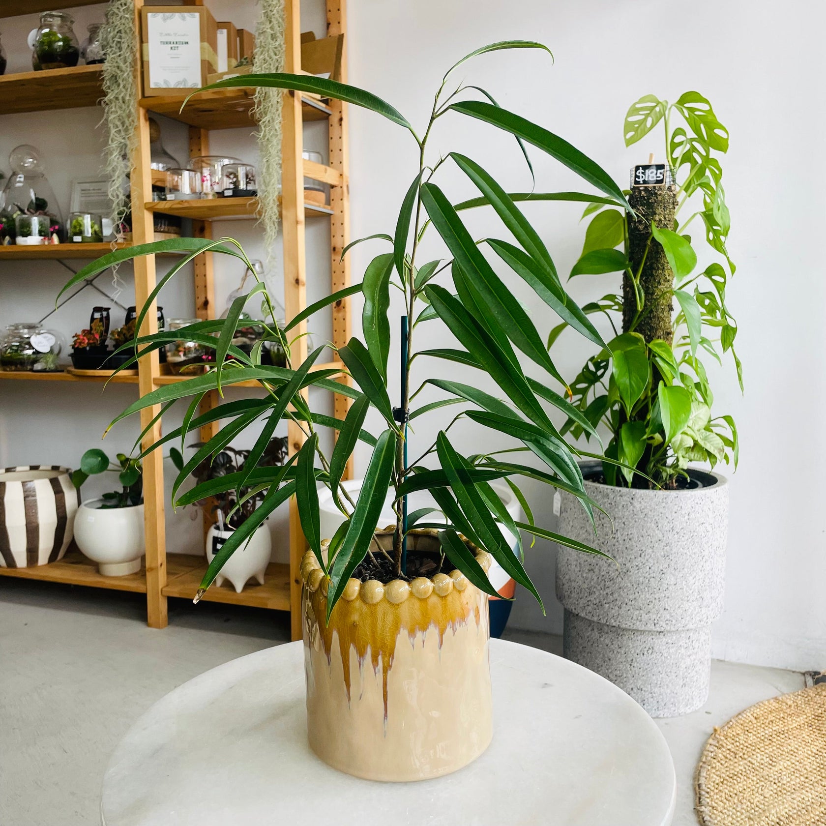 Pot & Plant Combos