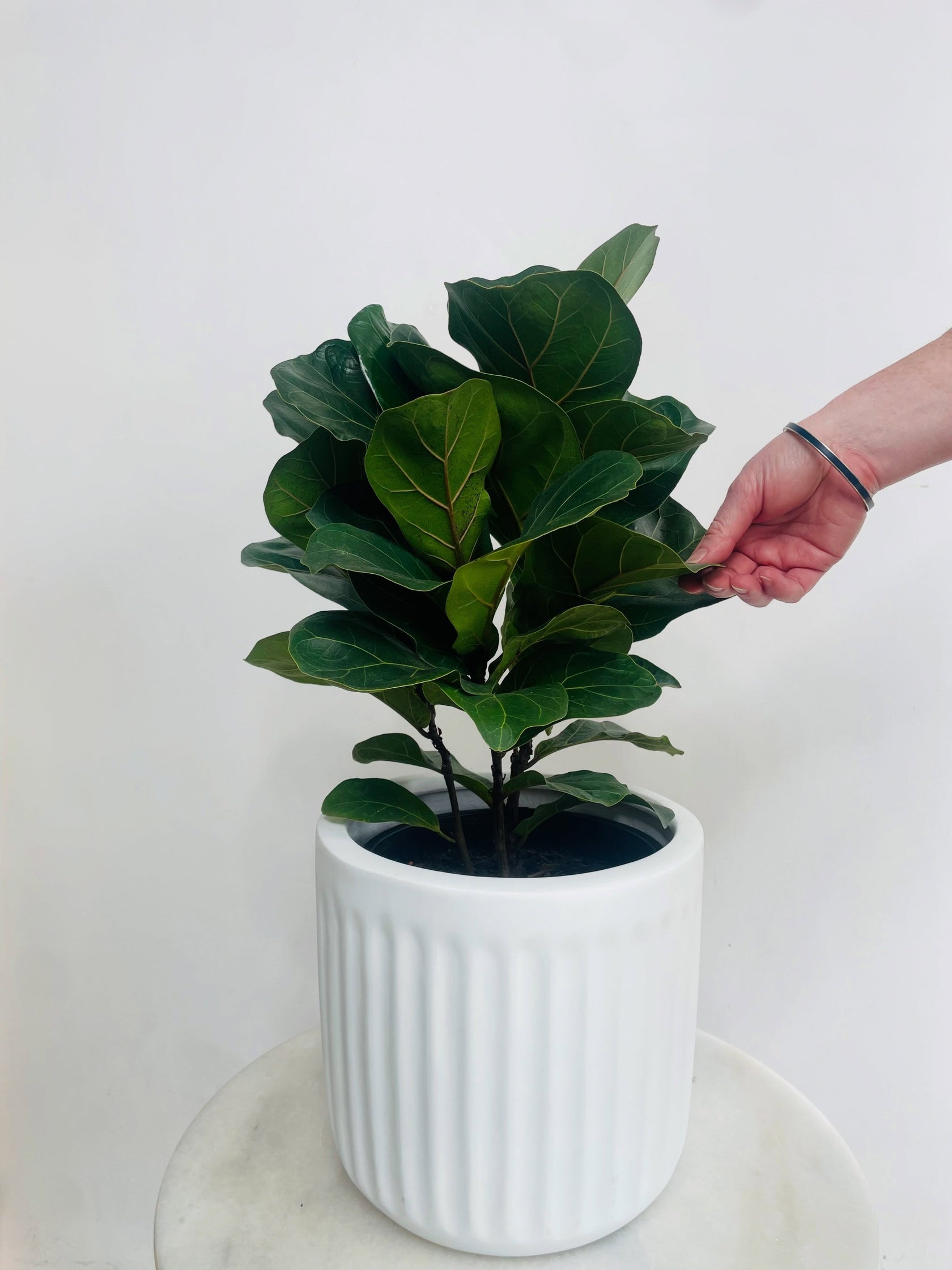Pot & Plant Combos