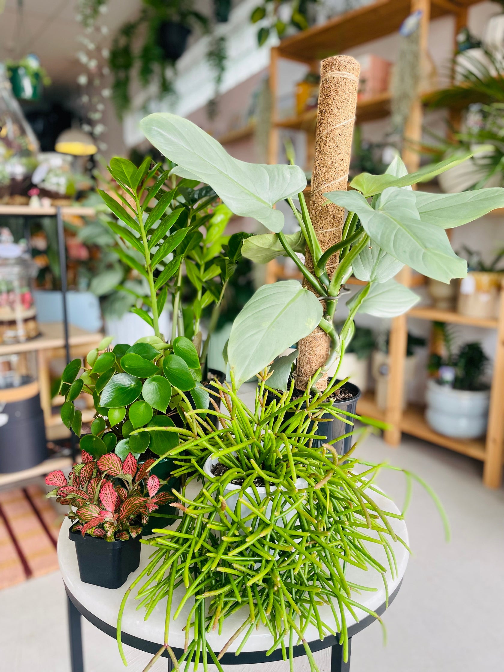 Easy-care Plants