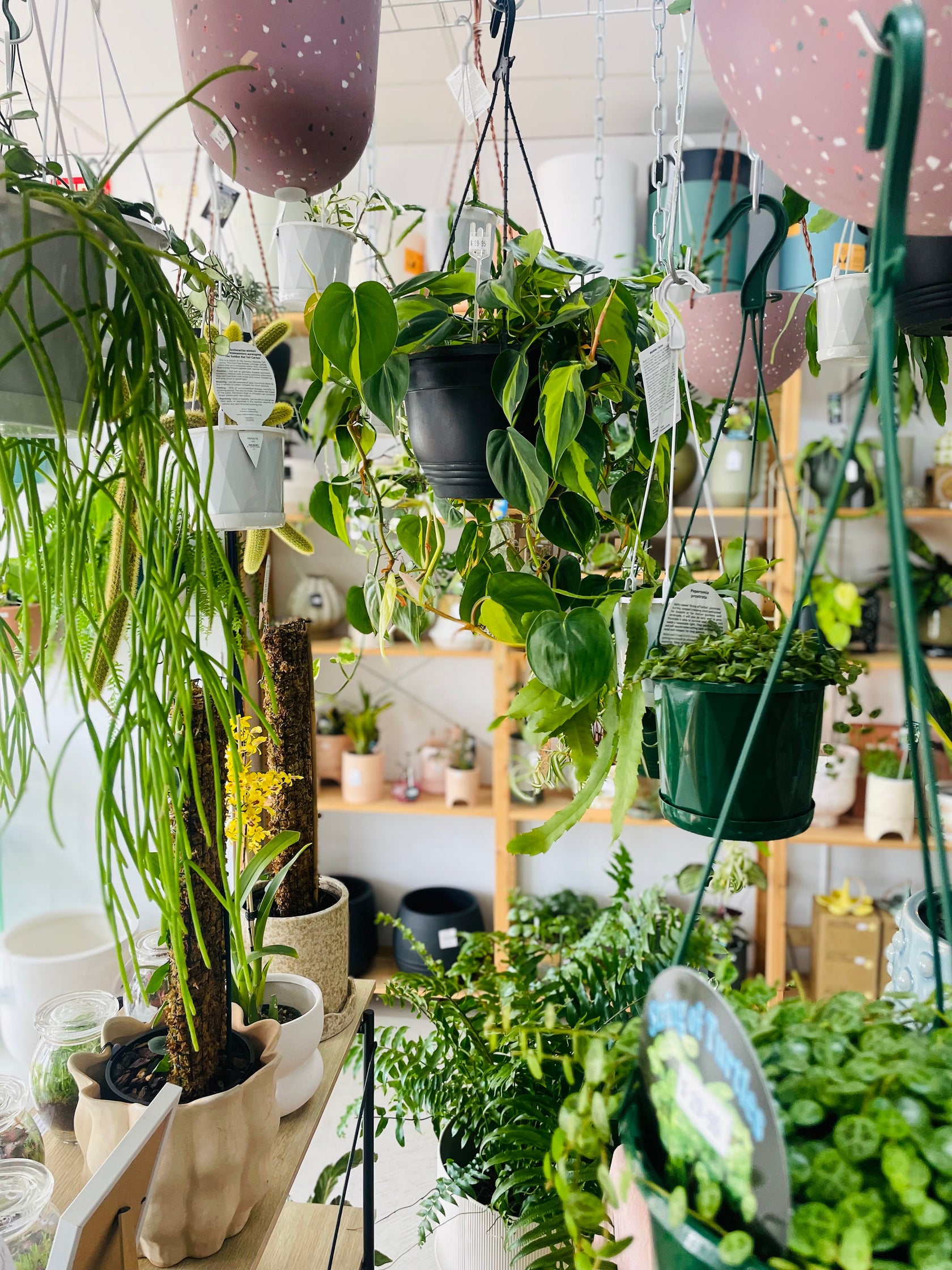 Hanging/Trailing Plants