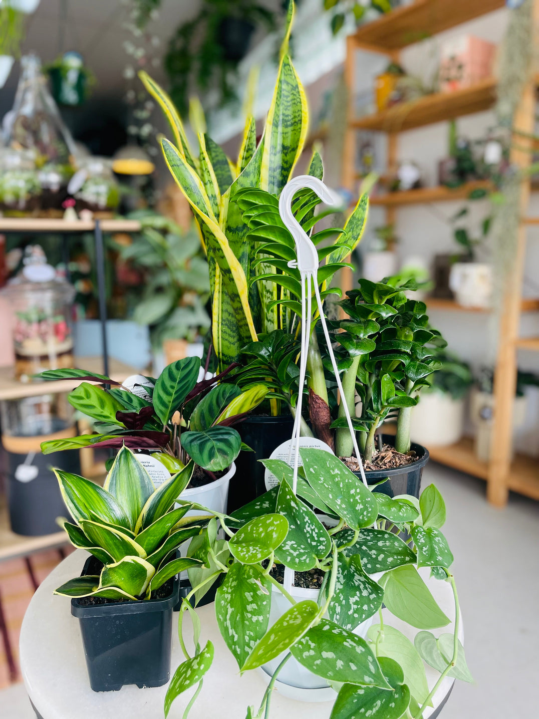 Low Light Plants