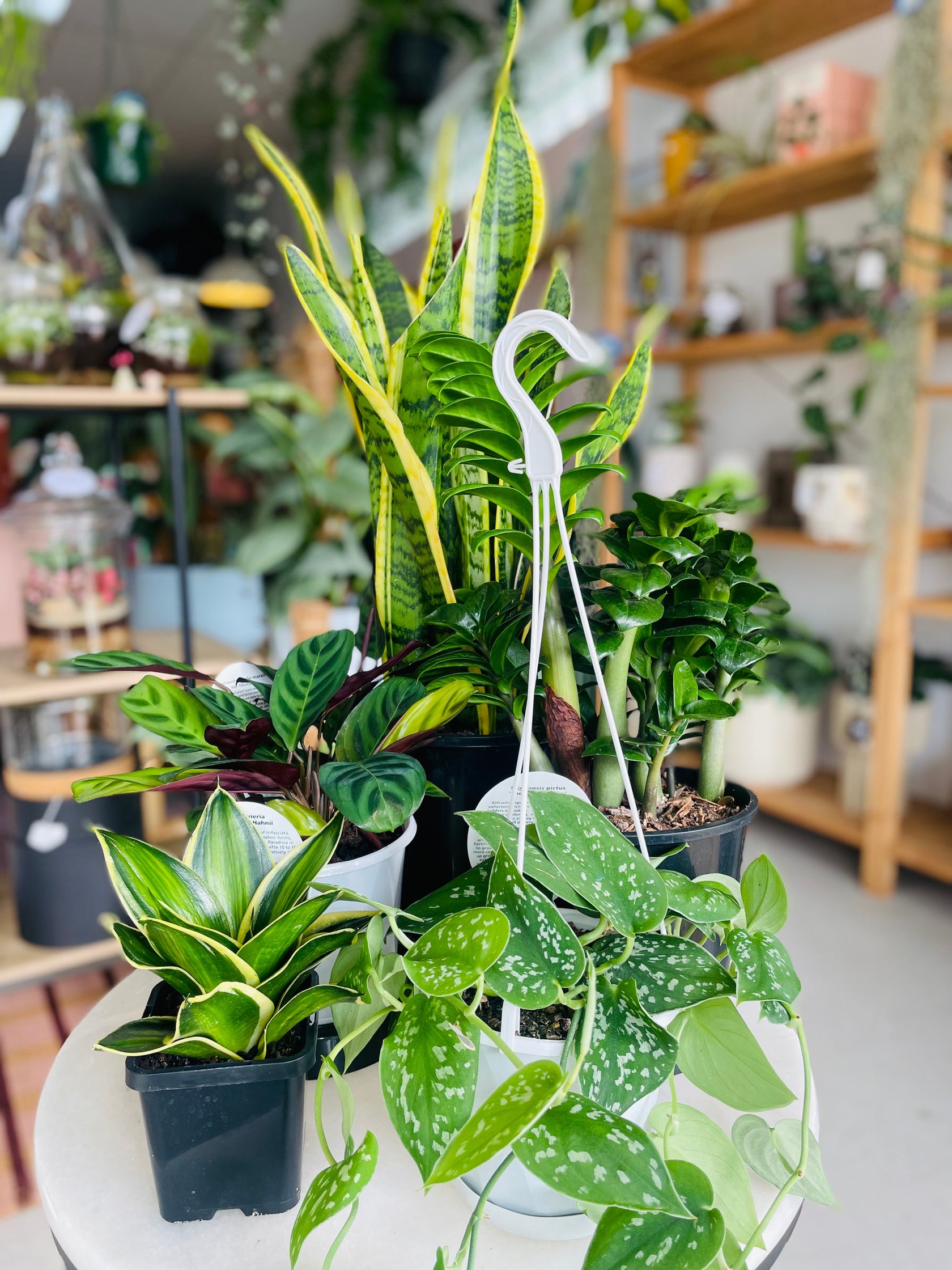 Low Light Plants