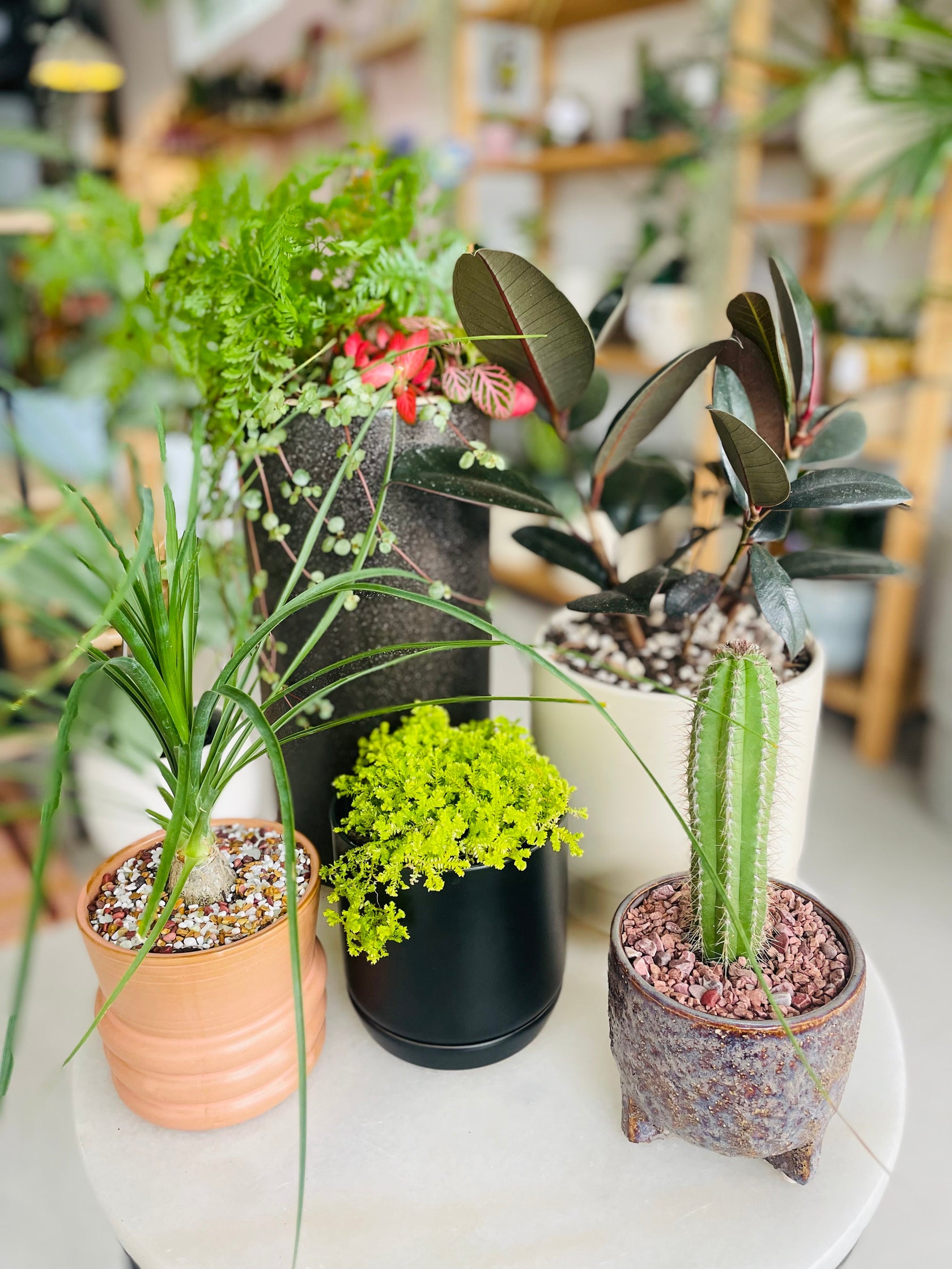 Pre-potted Plants