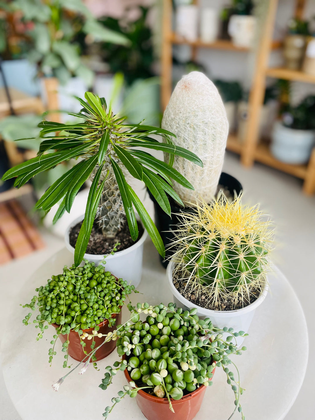 Sun Dweller Plants