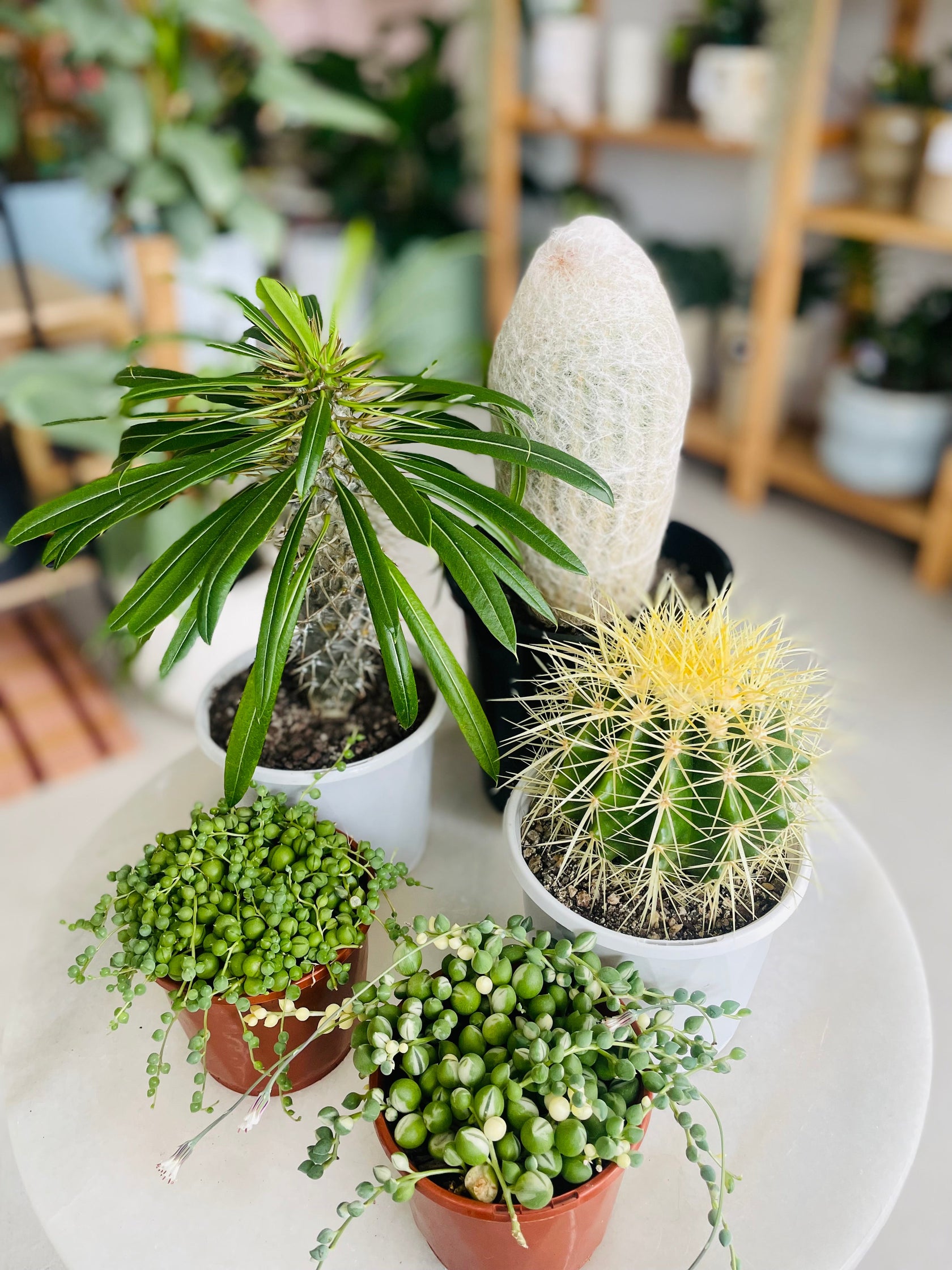 Sun Dweller Plants
