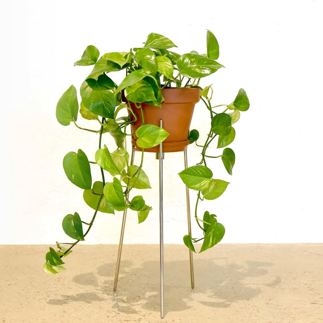 Plant Stands
