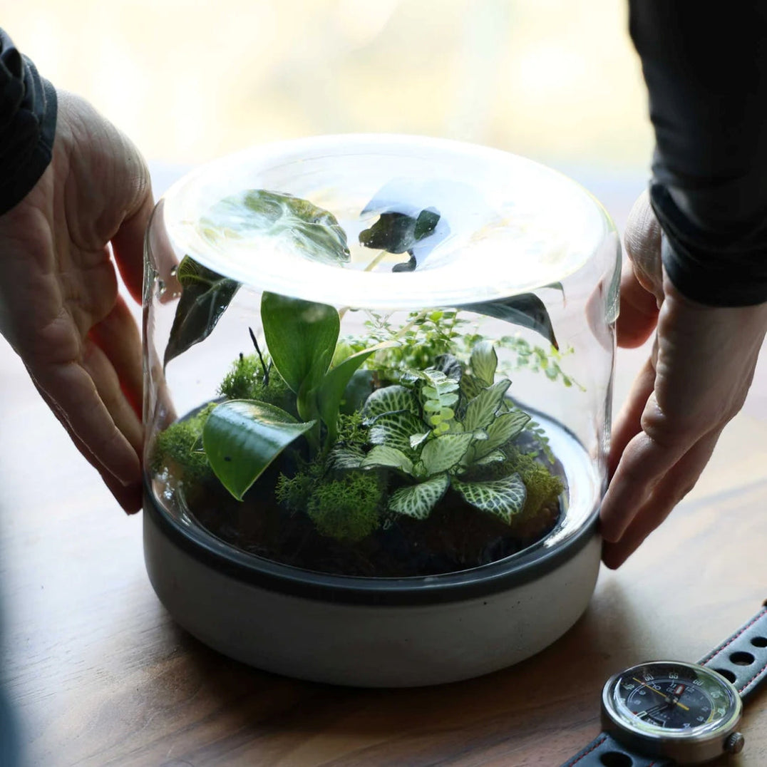 Build-Your-Own Terrariums