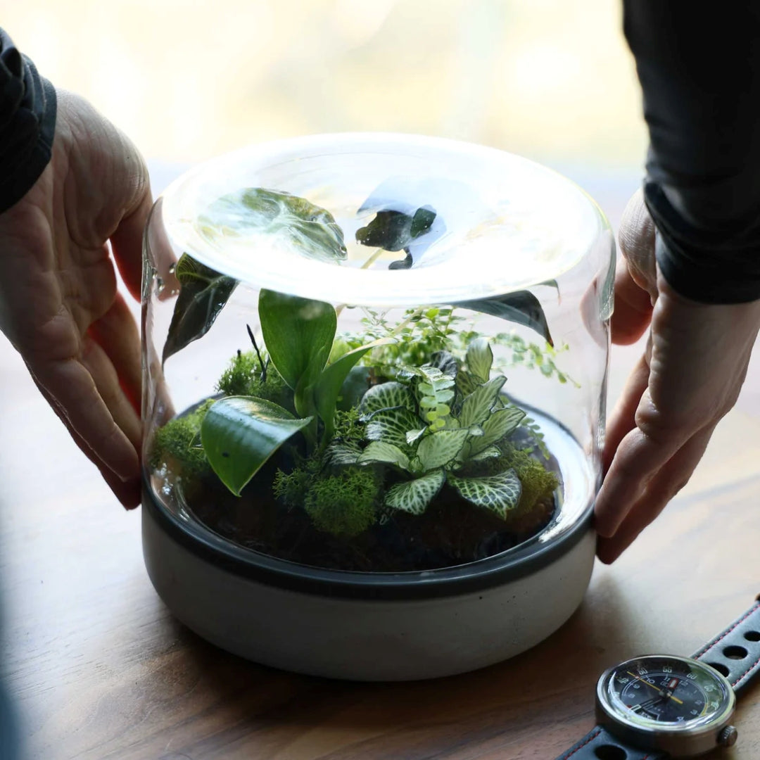 Build-Your-Own Terrariums