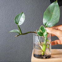 Support Organic Slow Release Plant Food