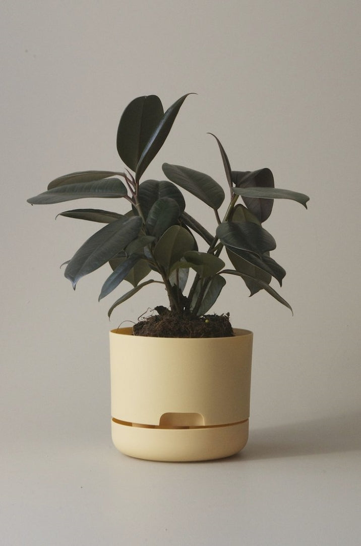 170mm Selfwatering Plant Pot
