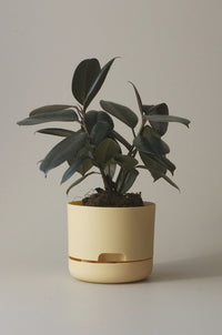 170mm Selfwatering Plant Pot