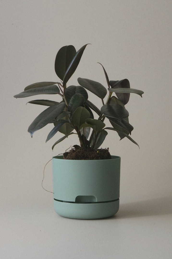 170mm Selfwatering Plant Pot