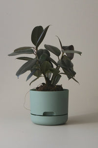 170mm Selfwatering Plant Pot