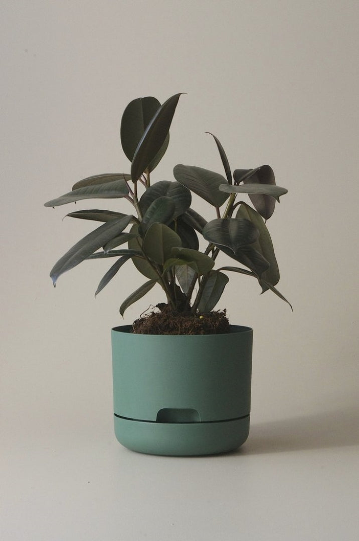 170mm Selfwatering Plant Pot