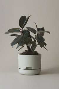 170mm Selfwatering Plant Pot