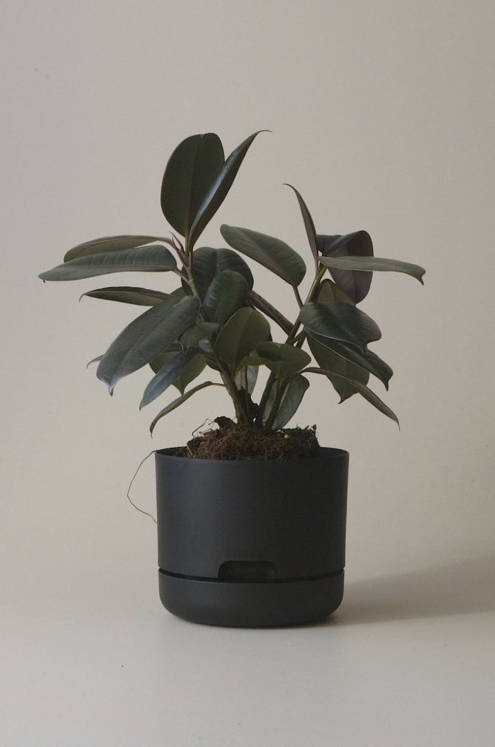 170mm Selfwatering Plant Pot