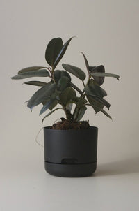 170mm Selfwatering Plant Pot