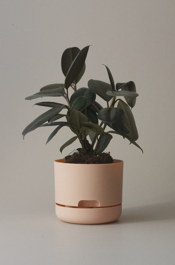 170mm Selfwatering Plant Pot