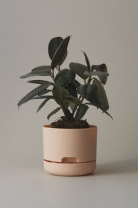 170mm Selfwatering Plant Pot