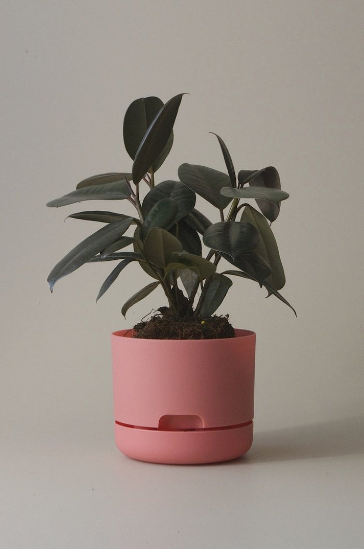 mr pot plants 170mm Mr Kitly Selfwatering Plant Pot