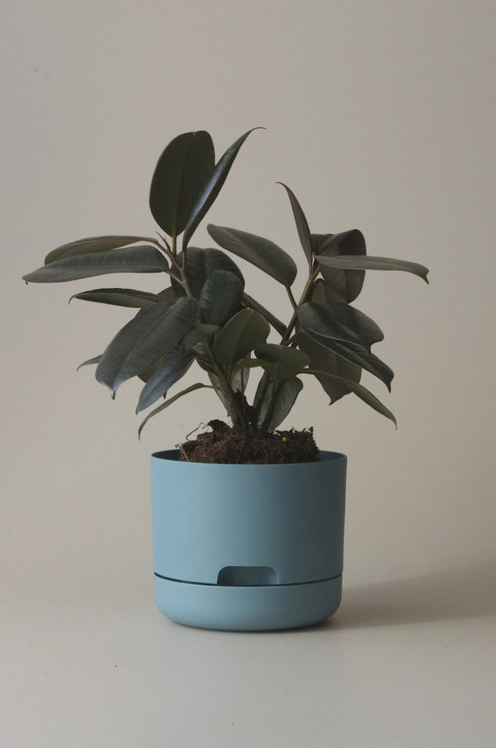 170mm Selfwatering Plant Pot