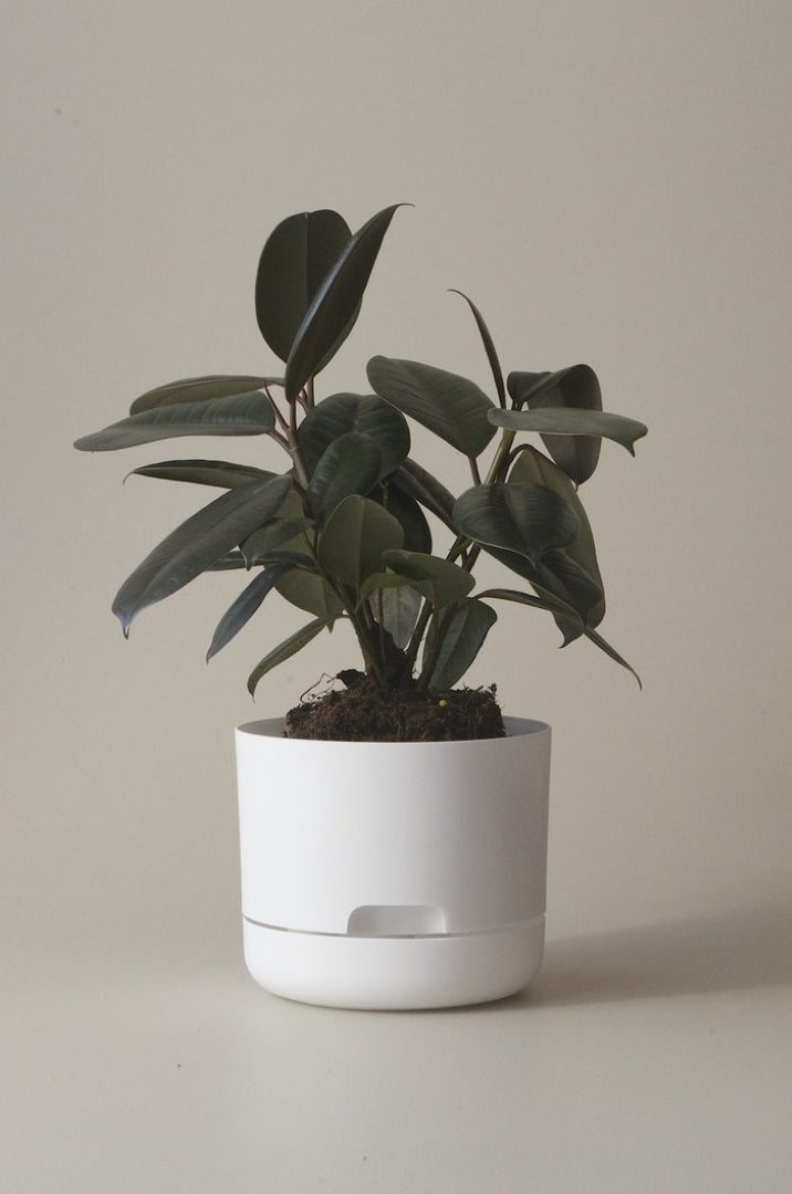 170mm Selfwatering Plant Pot