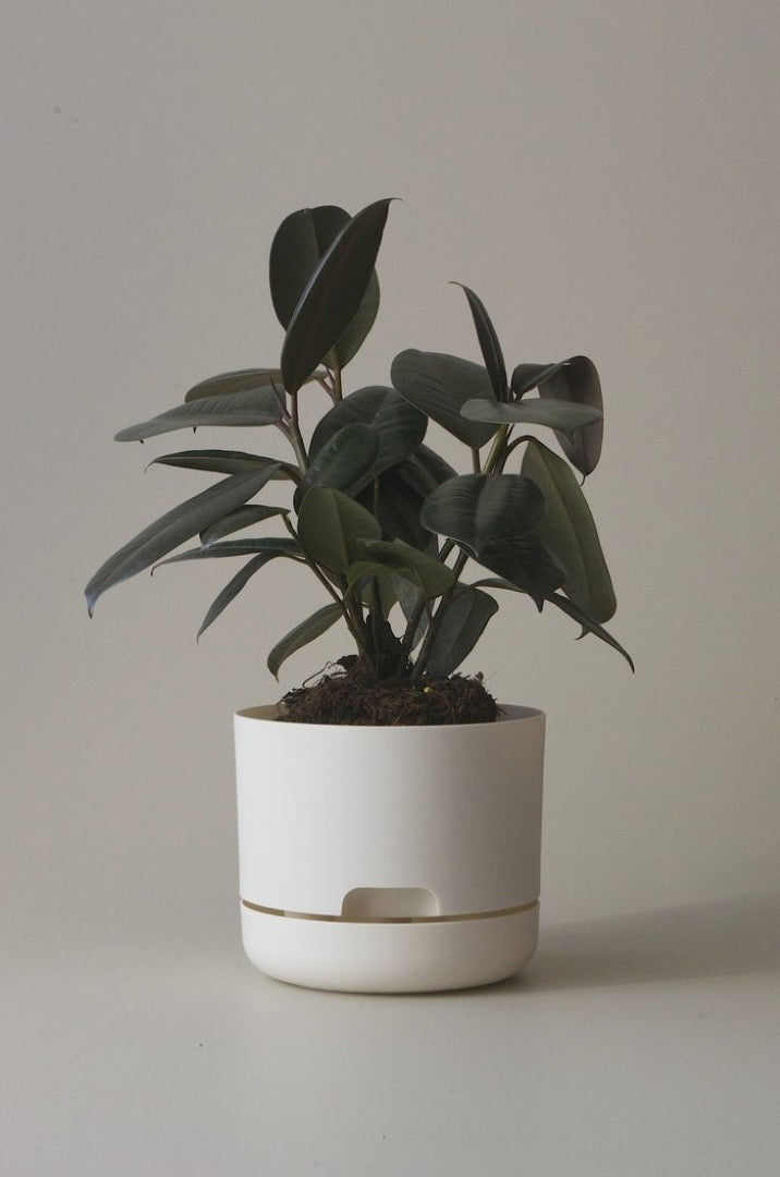 170mm Selfwatering Plant Pot