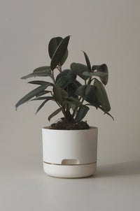 170mm Selfwatering Plant Pot