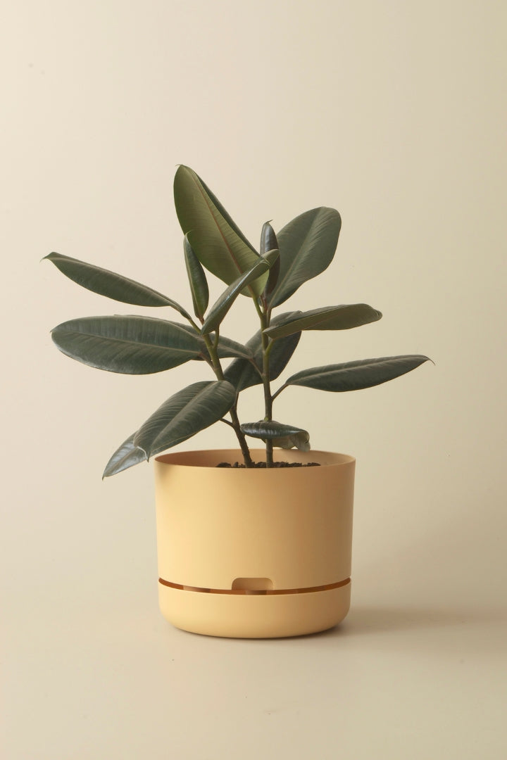 250mm Selfwatering Plant Pot