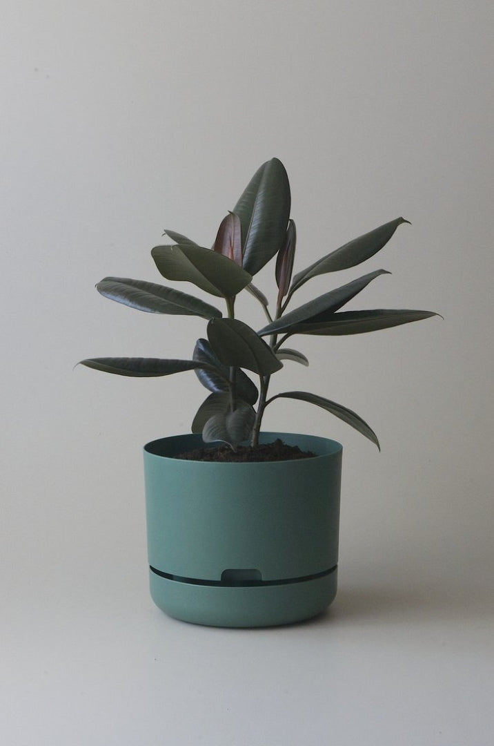 250mm Selfwatering Plant Pot