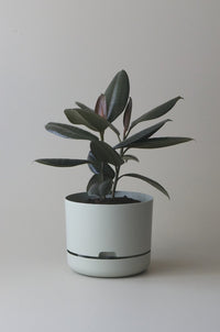 250mm Selfwatering Plant Pot